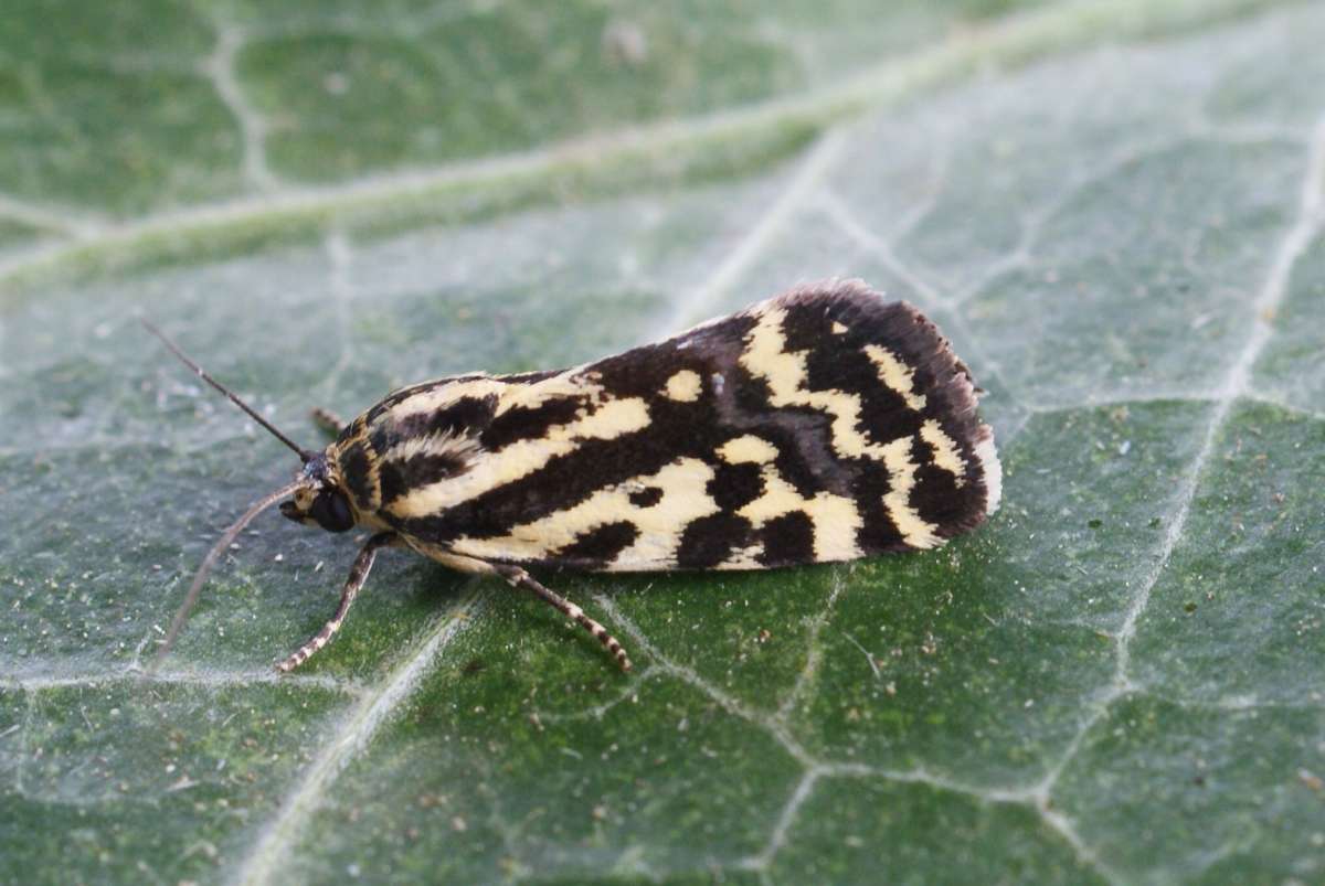 Spotted Sulphur