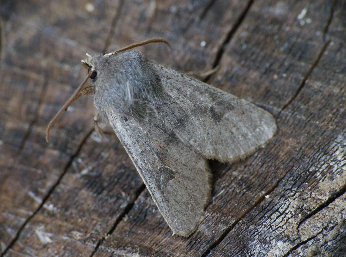 Lead-coloured Drab (Orthosia populeti) photographed in Kent by Dave Shenton 