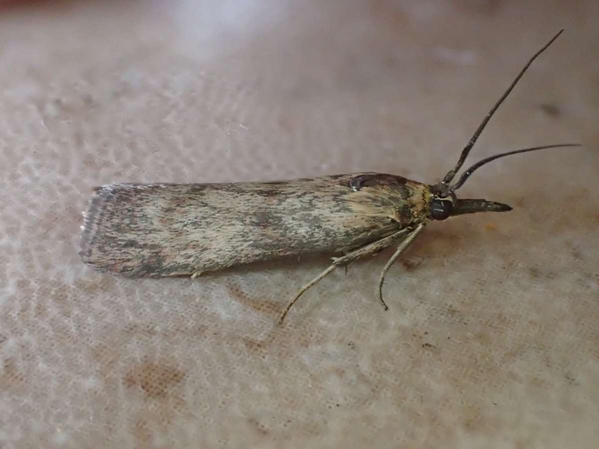 Dingy Knot-horn (Hypochalcia ahenella) photographed at Sandwich Bay by Dave Shenton 