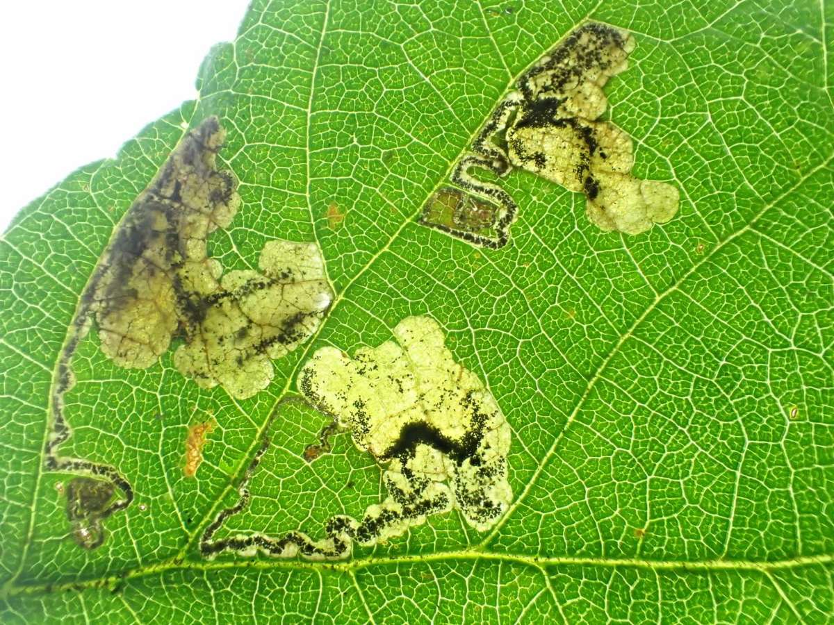 Dewberry Pigmy (Ectoedemia rubivora) photographed in Kent by Dave Shenton 