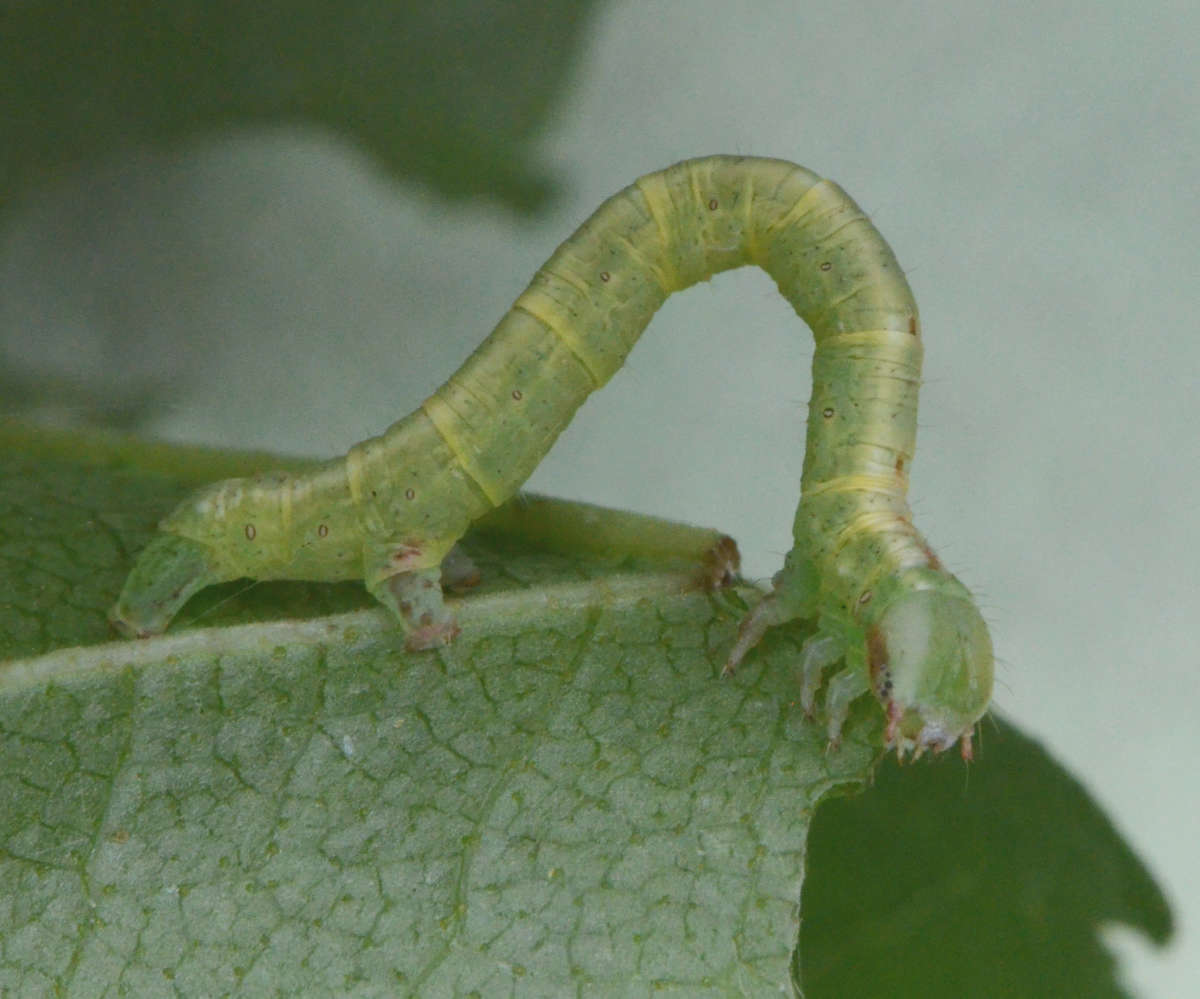 Common White Wave (Cabera pusaria) photographed at Denge Wood  by Alan Stubbs 