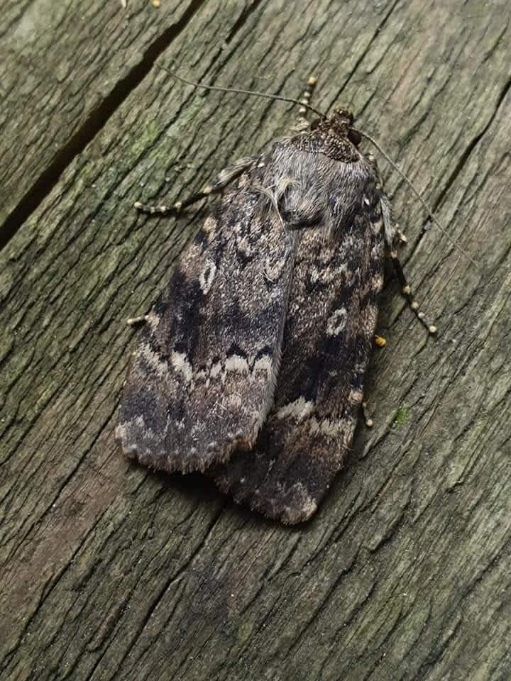 Svensson's Copper Underwing (Amphipyra berbera) photographed in Kent by Leonard Cooper 