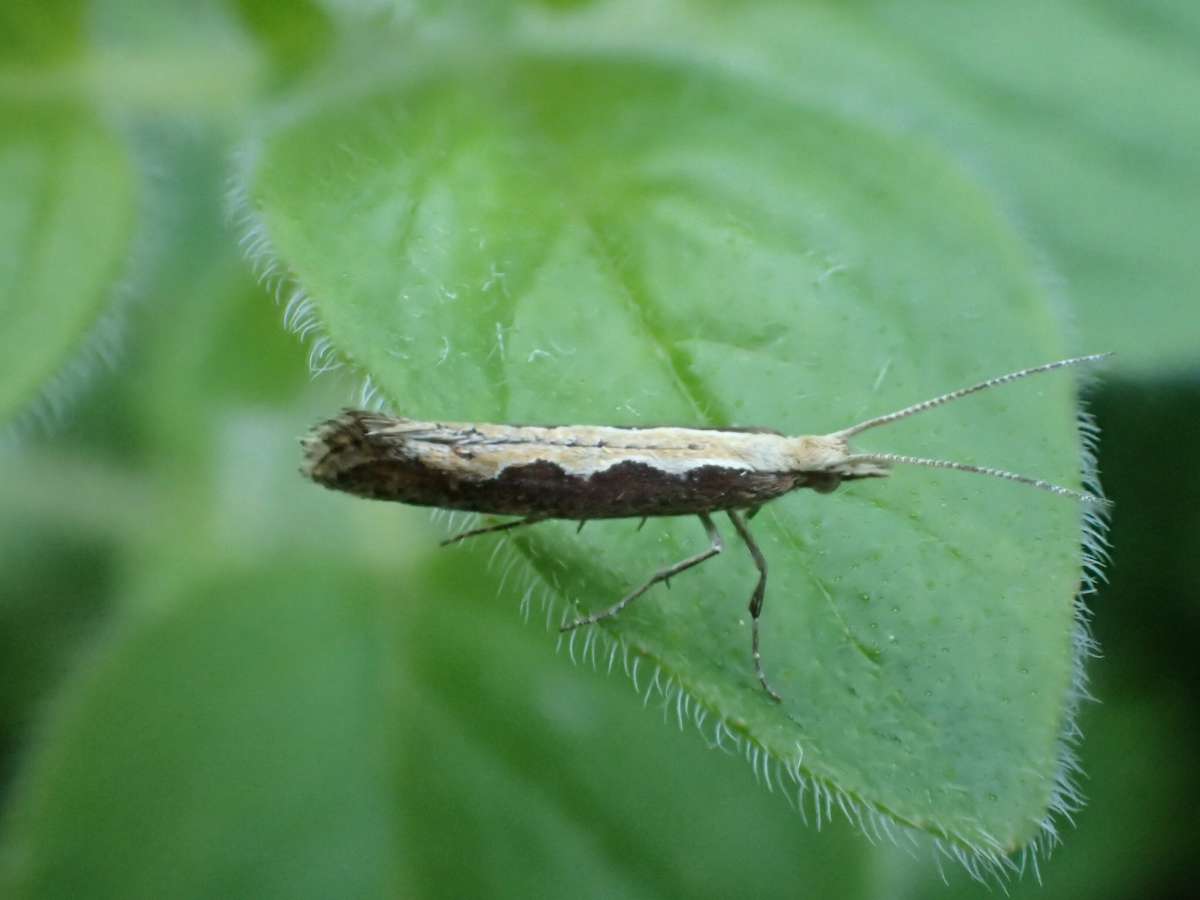 Diamond-back (Plutella xylostella) photographed at Aylesham  by Dave Shenton 