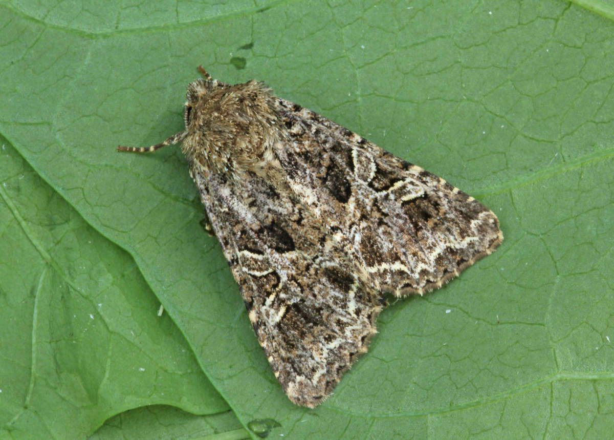 The Lychnis (Hadena bicruris) photographed in Kent by Peter Maton 