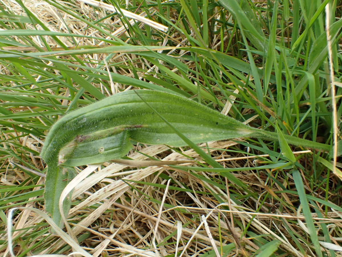 Ribwort Slender (Aspilapteryx tringipennella) photographed at Aylesham  by Dave Shenton 