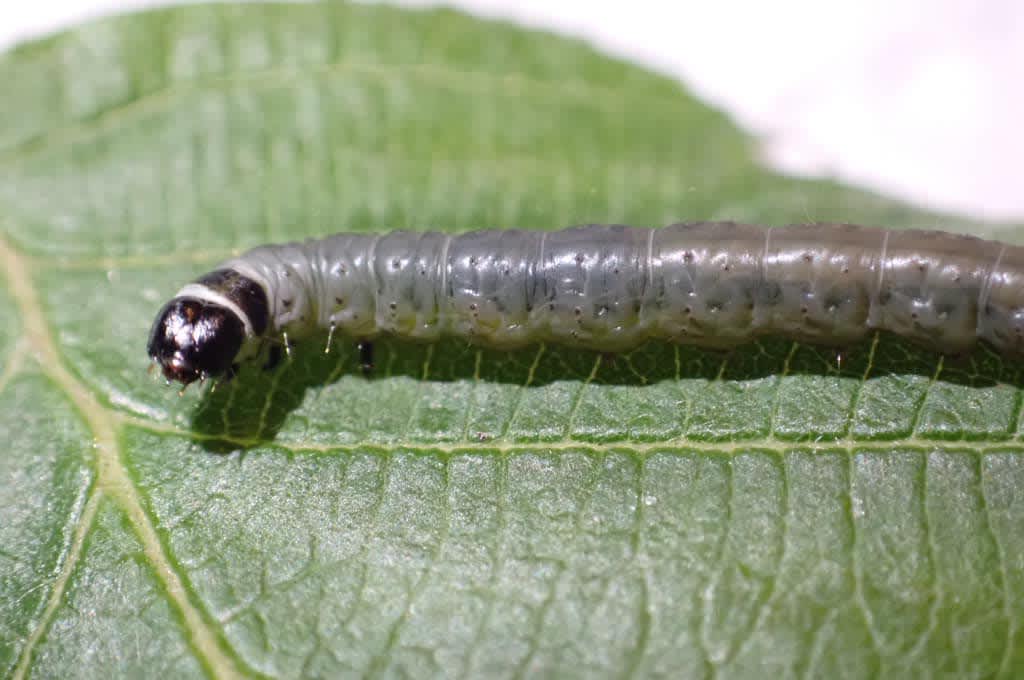 Brown Alder Bell (Epinotia sordidana) photographed in Kent by Oliver Bournat 