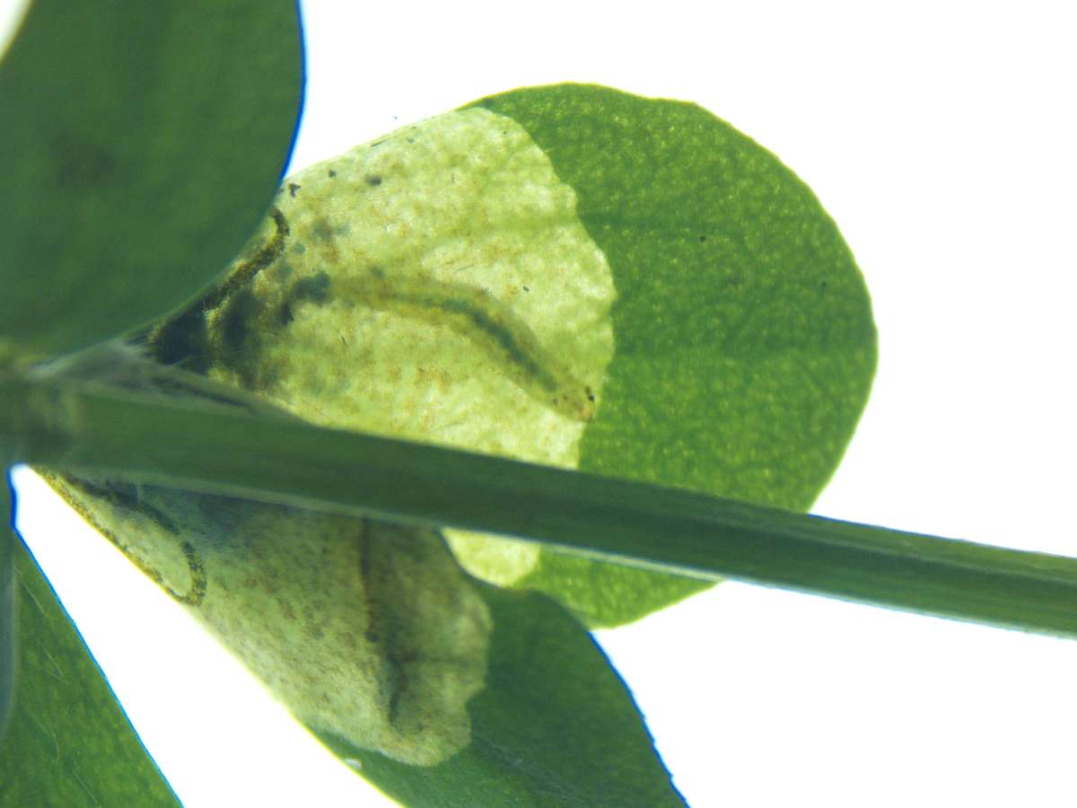 Wood Lotus Pigmy (Trifurcula cryptella) photographed at White Hill by Phil Ambler
