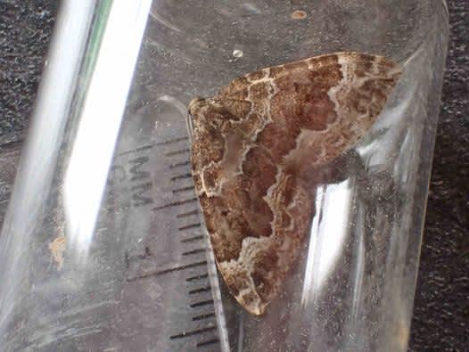 Devon Carpet (Lampropteryx otregiata) photographed in Kent by Ian Roberts