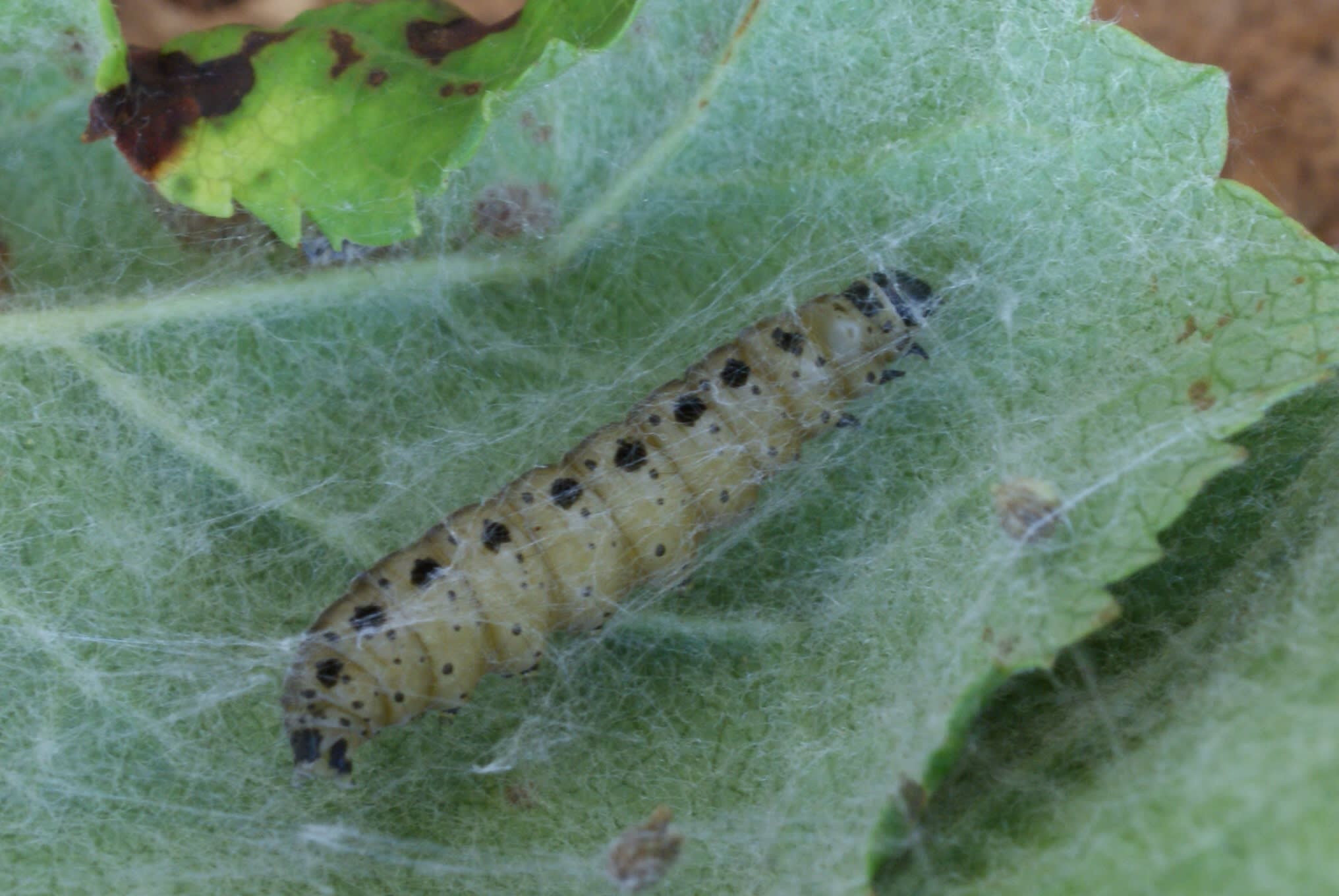 Scarce Ermine (Yponomeuta irrorella) photographed at Aylesham  by Dave Shenton