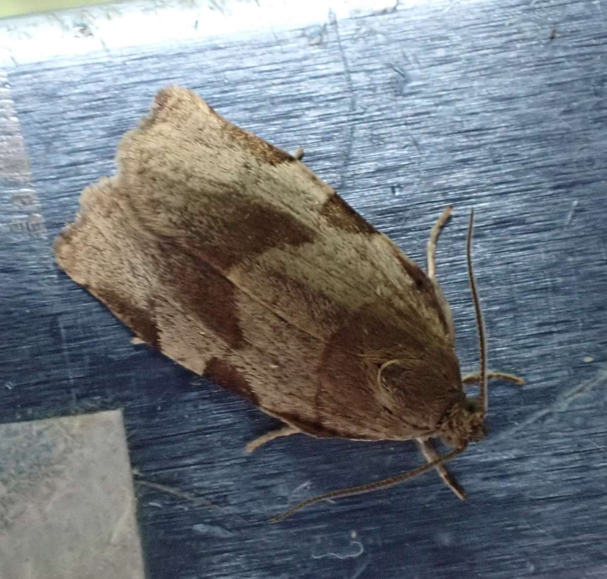 Great Tortrix (Choristoneura hebenstreitella) photographed in Kent by David Newman