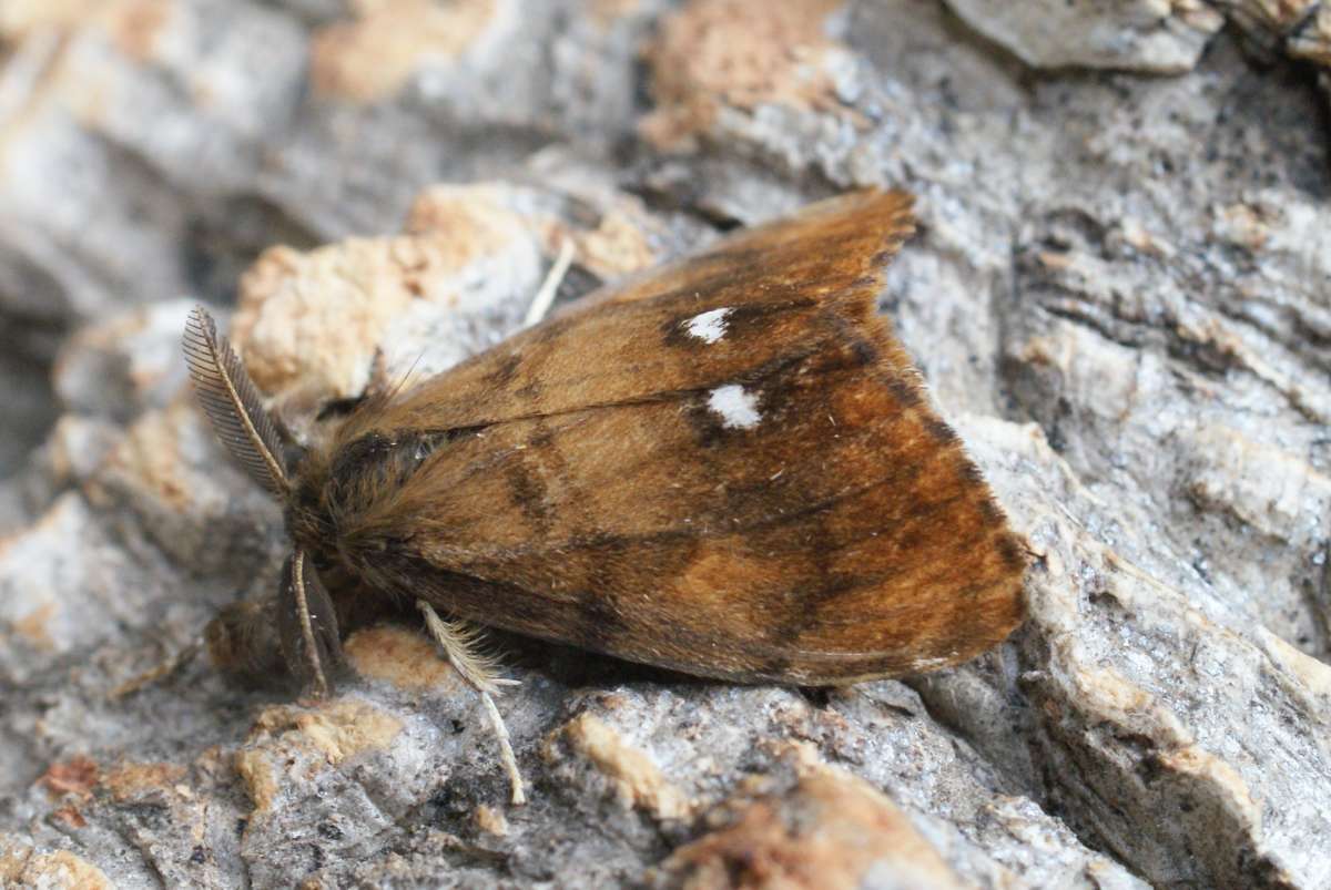 The Vapourer (Orgyia antiqua) photographed at Aylesham  by Dave Shenton 