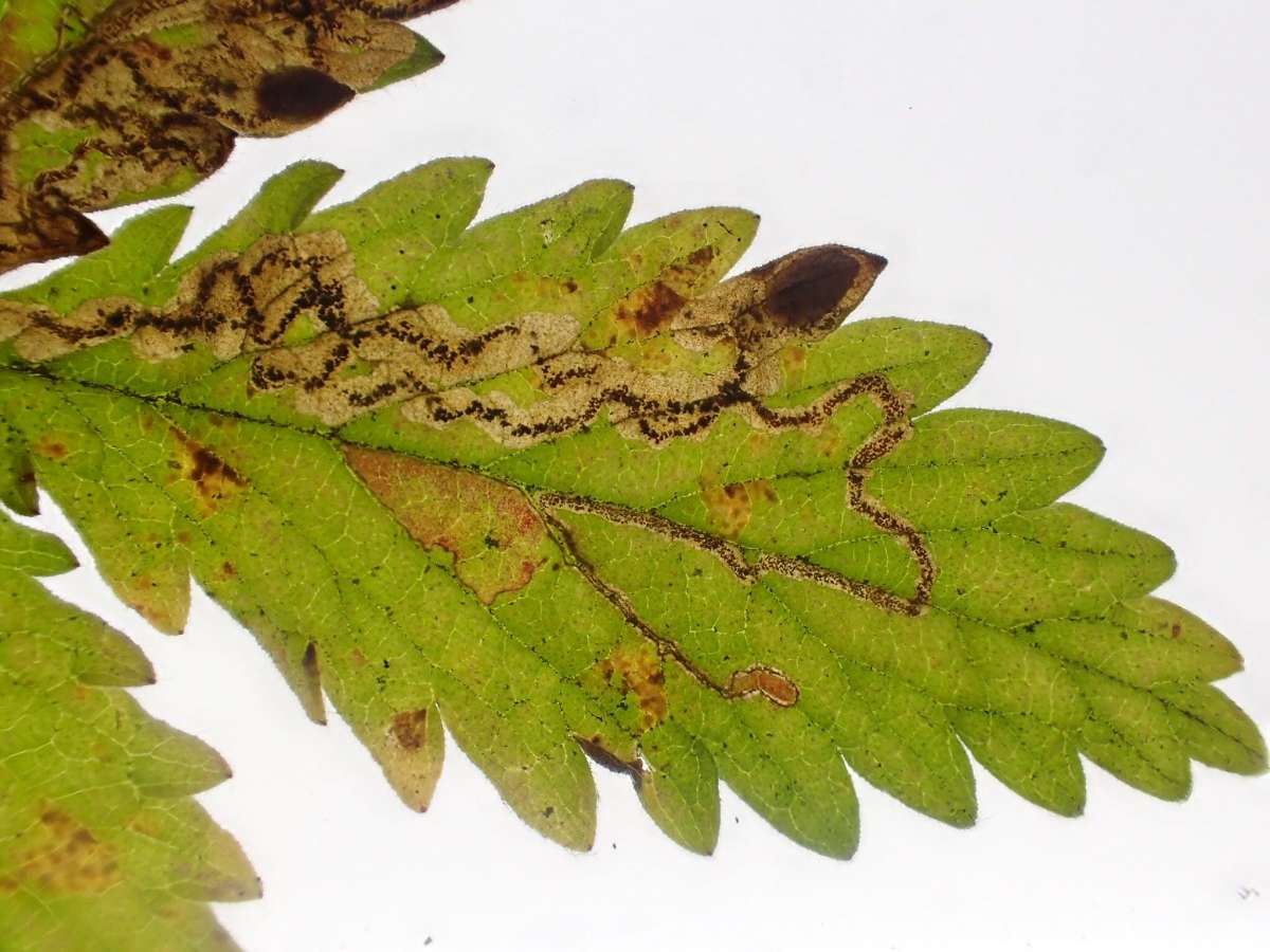 Agrimony Pigmy (Ectoedemia agrimoniae) photographed in Kent by Dave Shenton 