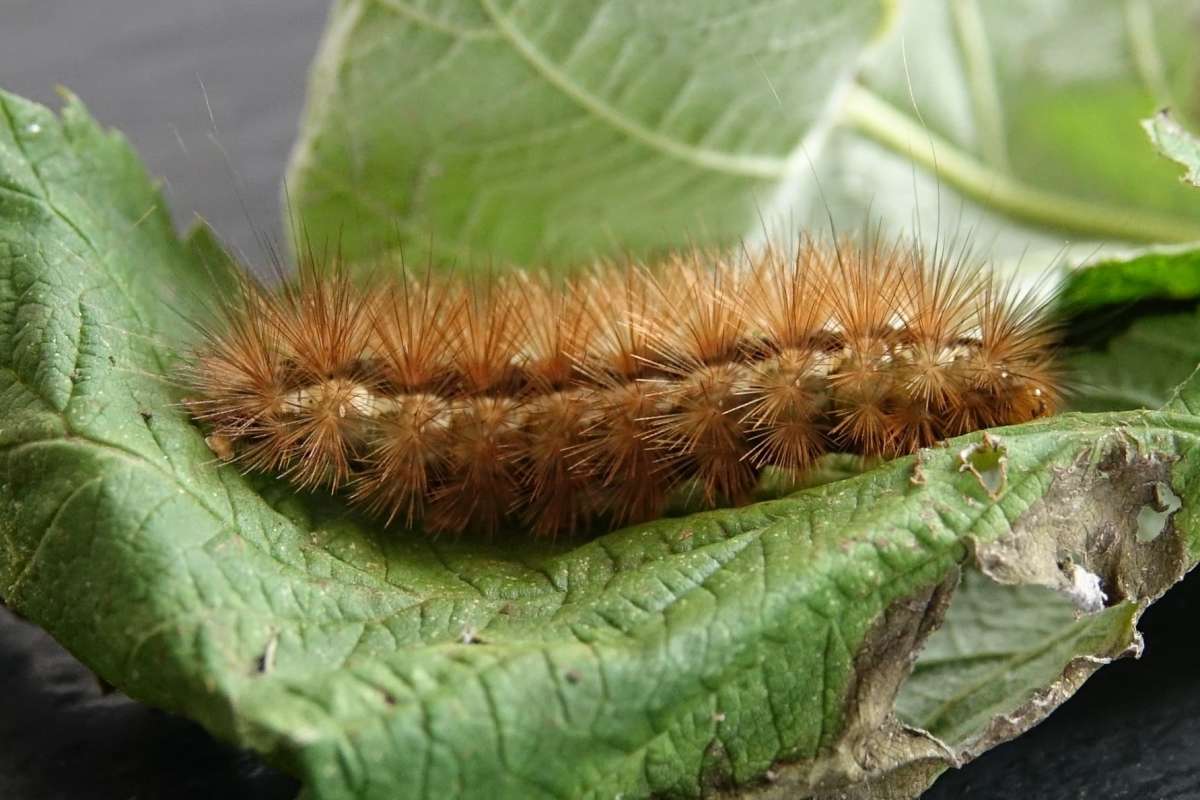 Buff Ermine (Spilosoma lutea) photographed in Kent by Ian Parker