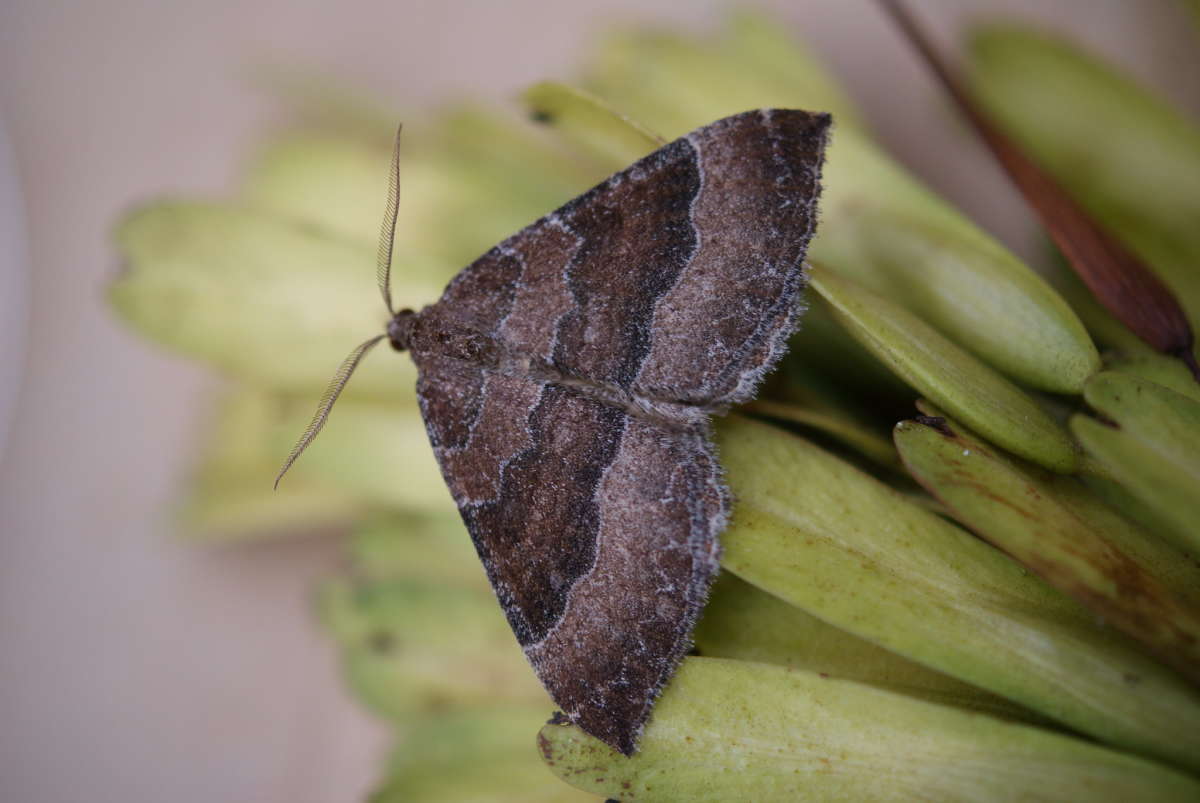 The Mallow (Larentia clavaria) photographed at Aylesham  by Dave Shenton 