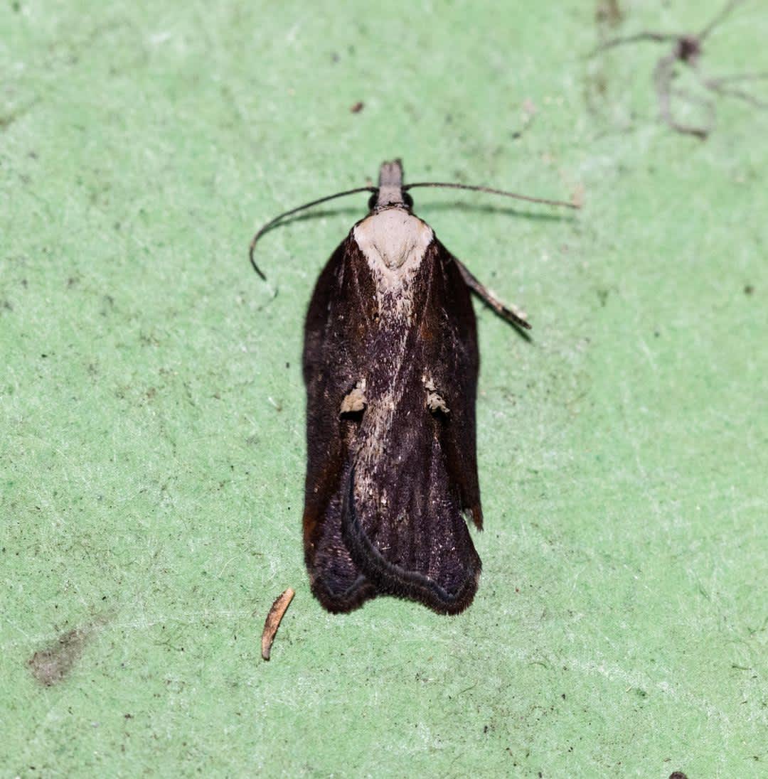 Tufted Button (Acleris cristana) photographed at Whitfield  by Kevin Button 