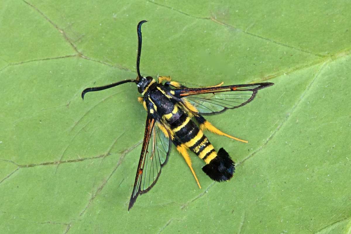 Yellow-legged Clearwing (Synanthedon vespiformis) photographed in Kent by Peter Maton