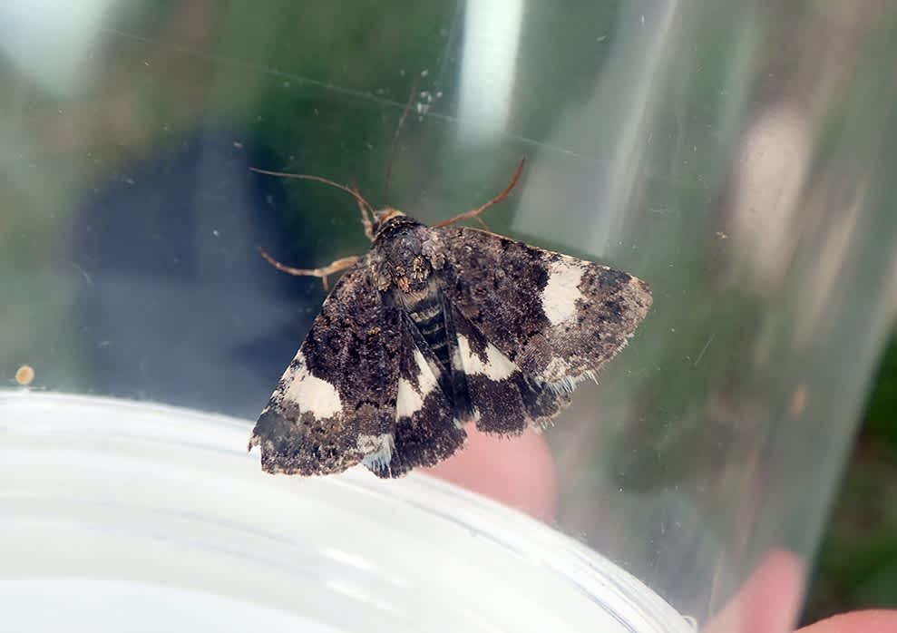 The Four-spotted (Tyta luctuosa) photographed at Hythe Roughs  by Darren Taylor 