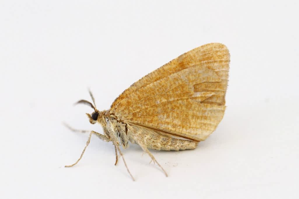 Rannoch Looper (Macaria brunneata) photographed at Orlestone  by Josh Jones 