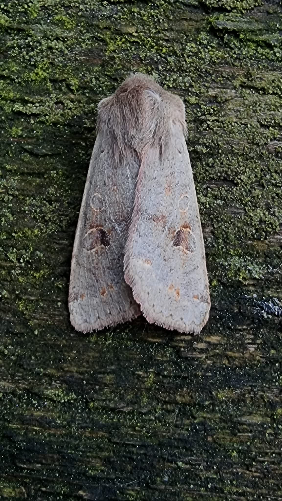 Twin-spotted Quaker (Anorthoa munda) photographed at Ashford  by Leonard Cooper