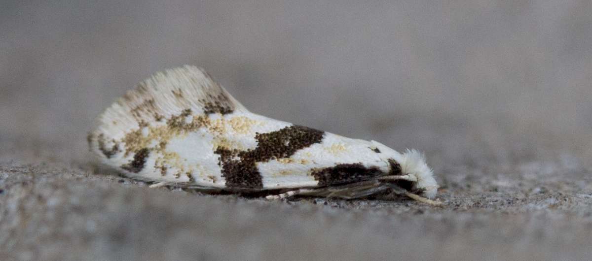 Barred White Clothes Moth (Nemapogon clematella) photographed in Kent by John Young