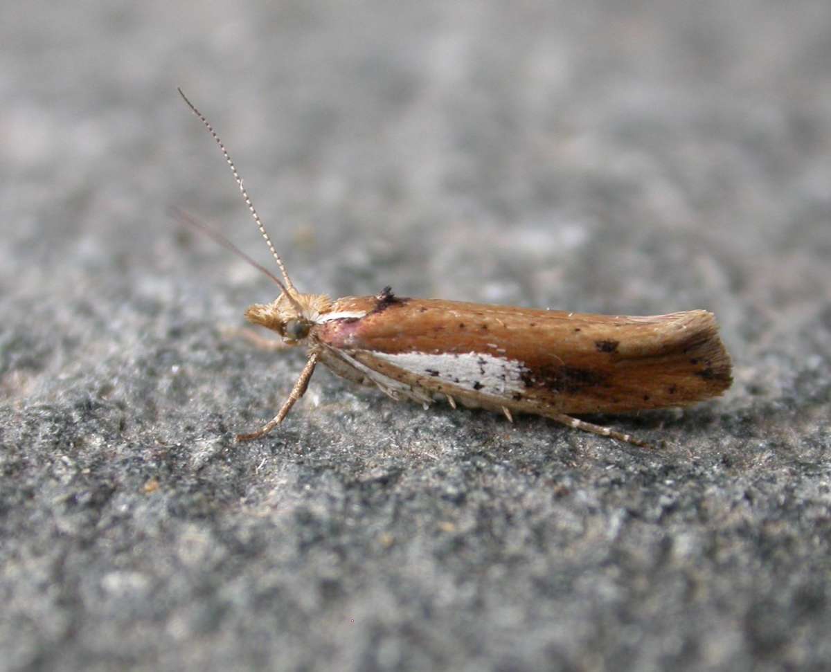 White-shouldered Smudge (Ypsolopha parenthesella) photographed in Kent by Ross Newham 