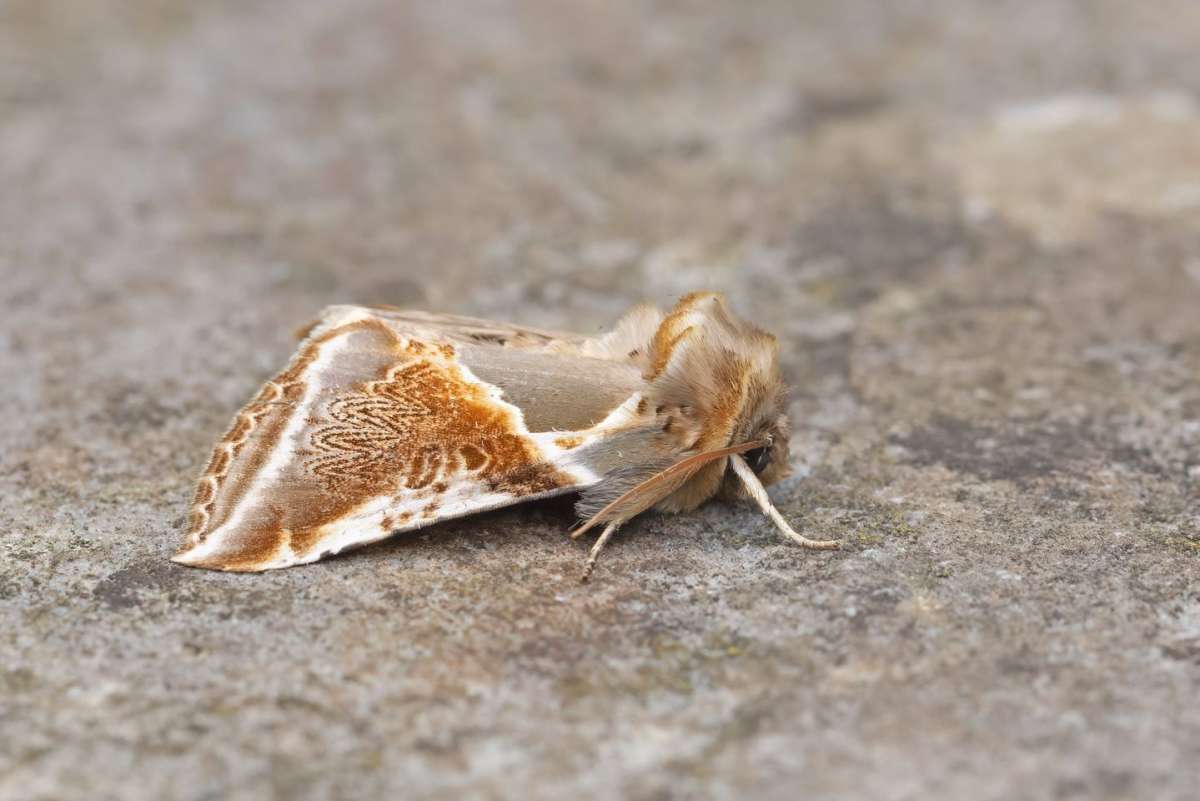 Buff Arches (Habrosyne pyritoides) photographed in Kent by Alex Perry 