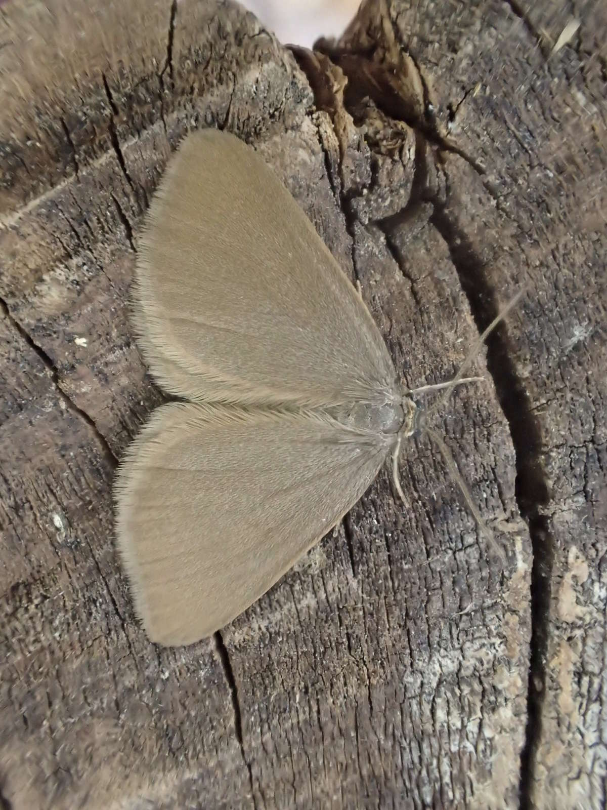 Drab Looper (Minoa murinata) photographed in Kent by Dave Shenton 