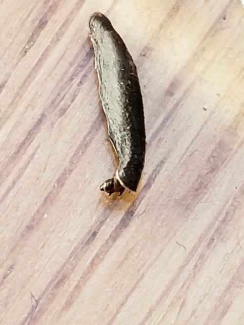 Ling Case-bearer (Coleophora pyrrhulipennella) photographed in Kent by Phil Ambler 