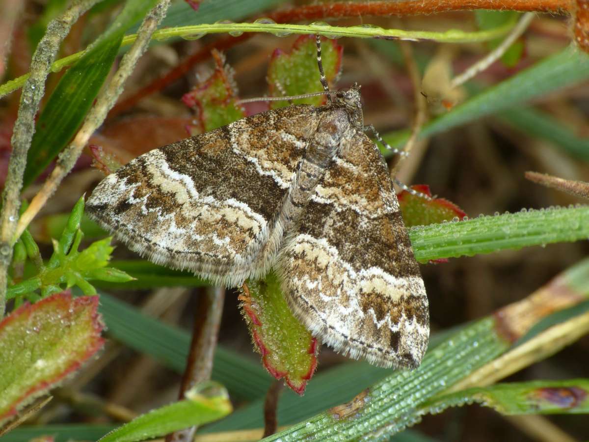 Barred Rivulet (Perizoma bifaciata) photographed in Kent by Chris Manley 