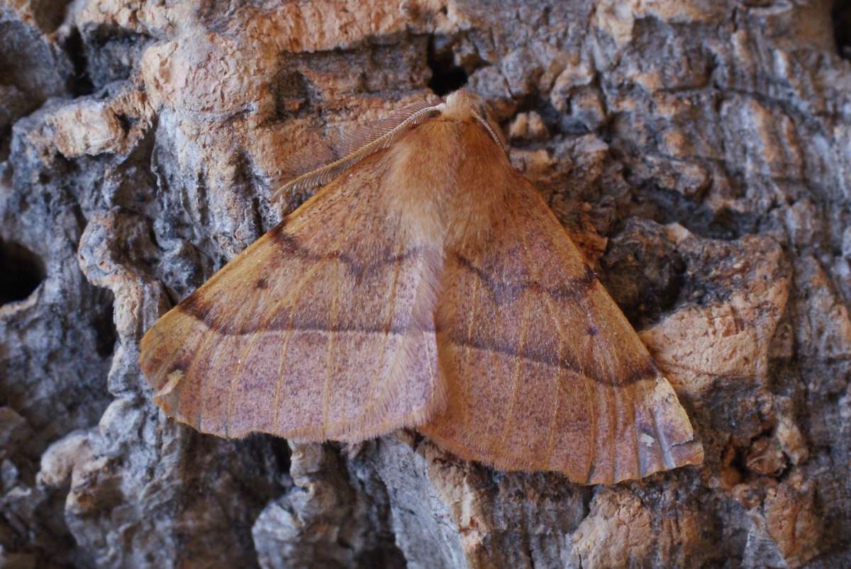 Feathered Thorn (Colotois pennaria) photographed at Aylesham  by Dave Shenton 