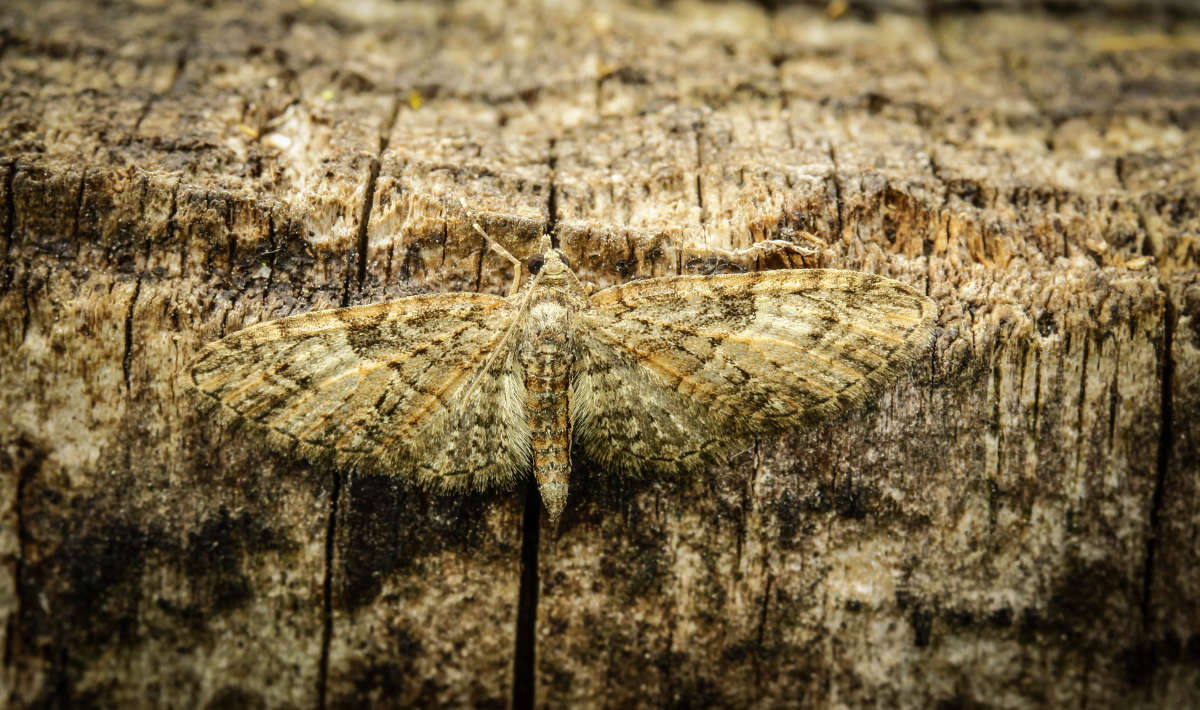 Brindled Pug (Eupithecia abbreviata) photographed in Kent by Carol Strafford 