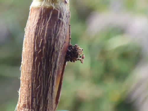 Kentish Neb (Monochroa niphognatha) photographed at Stodmarsh NNR by Rebecca Levey