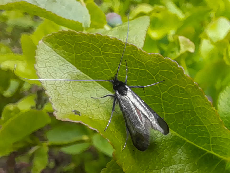 Green Long-horn (Adela reaumurella) photographed in Kent by Gareth Christian