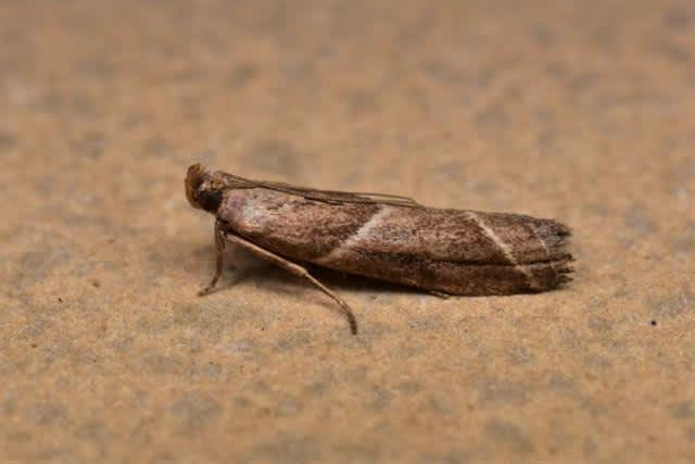 Agate Knot-horn (Nyctegretis lineana) photographed in Kent by Antony Wren