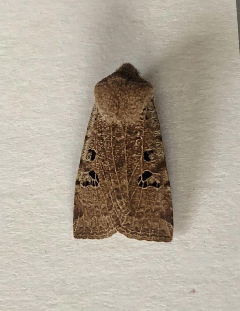 Black-spotted Chestnut (Conistra rubiginosa) photographed in Kent by Alan Roman 