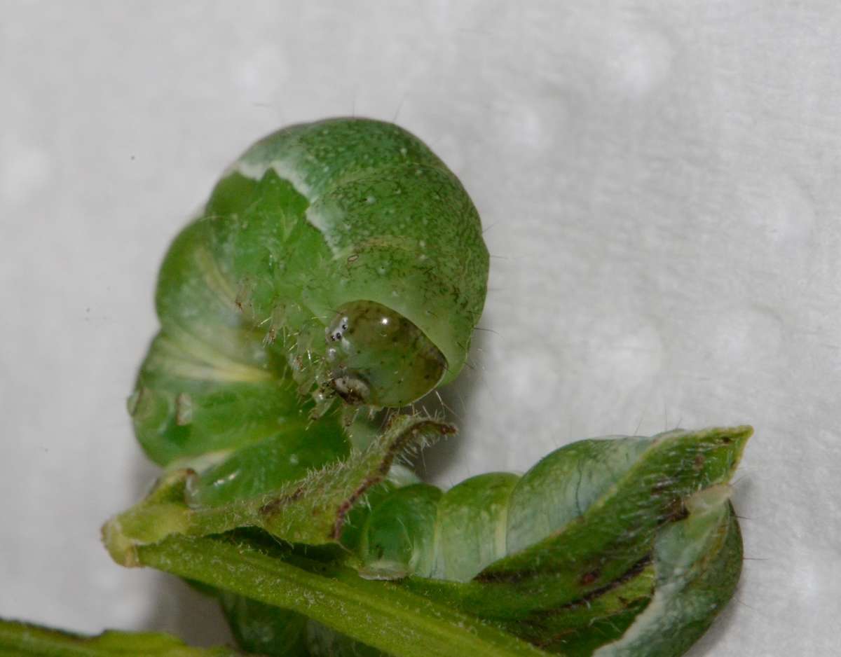 Small Angle Shades (Euplexia lucipara) photographed in Kent by Alan Stubbs 