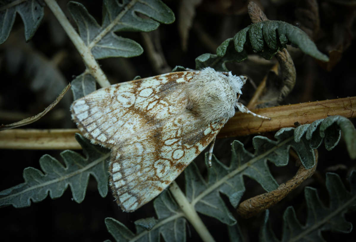 Heart Moth (Dicycla oo) photographed at France by Carol Strafford 