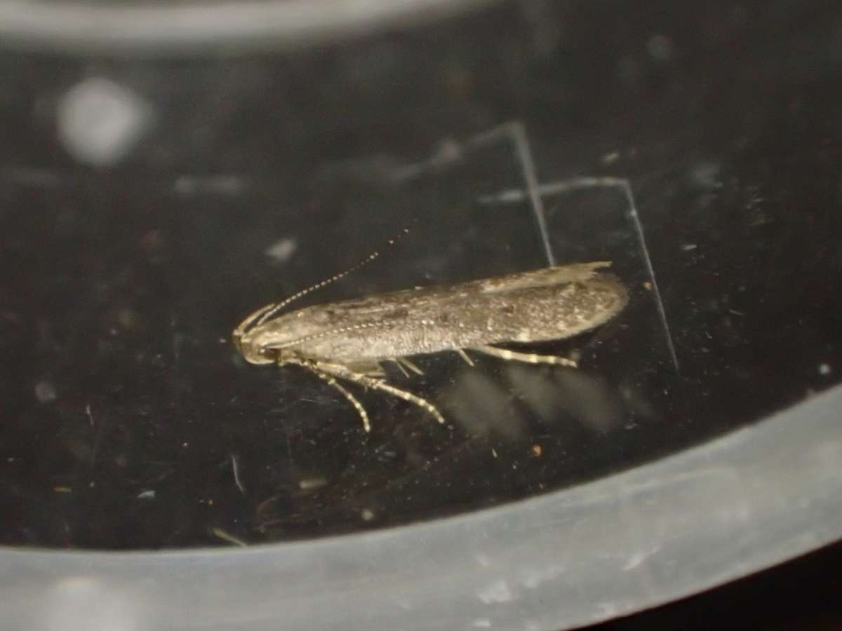 Knotweed Neb (Monochroa hornigi) photographed at Stodmarsh NNR by Dave Shenton 