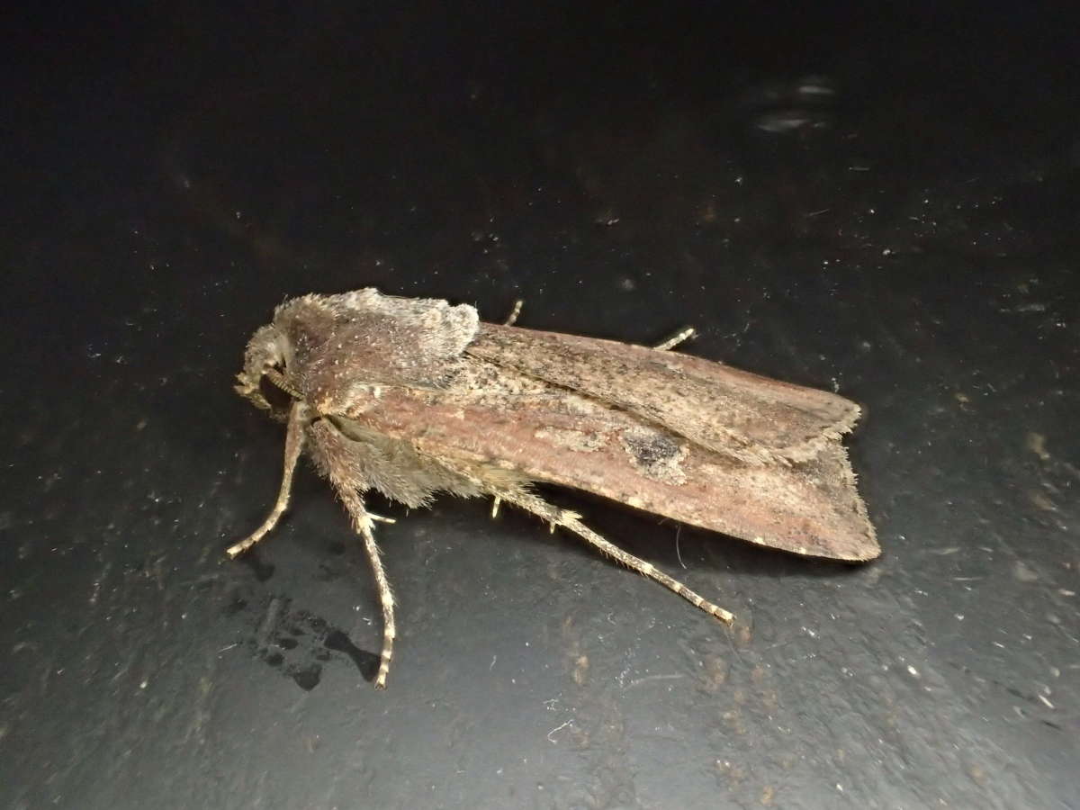 Pearly Underwing (Peridroma saucia) photographed in Kent by Dave Shenton 