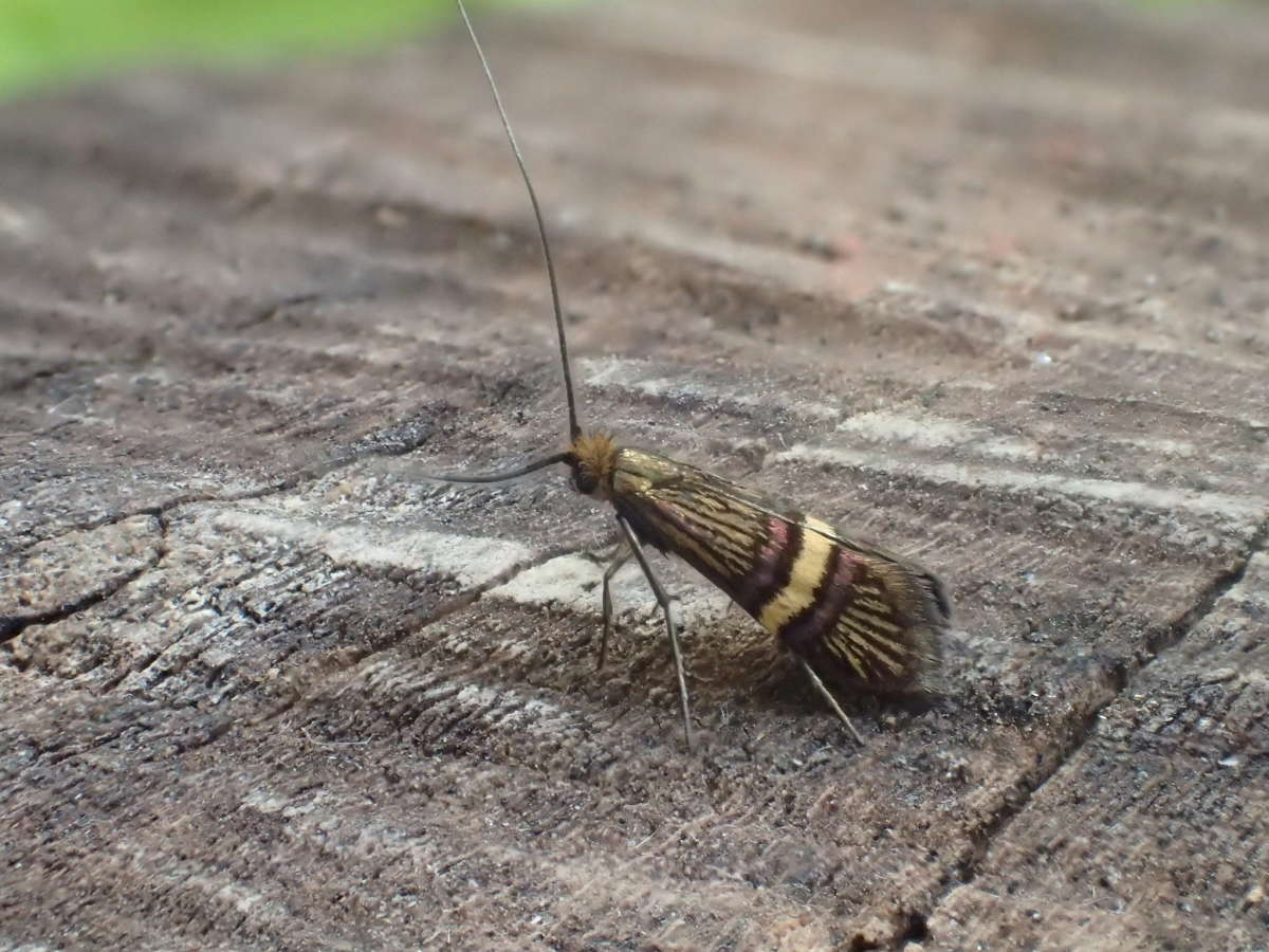 Small Barred Long-horn (Adela croesella) photographed at Culand Pits by Dave Shenton 