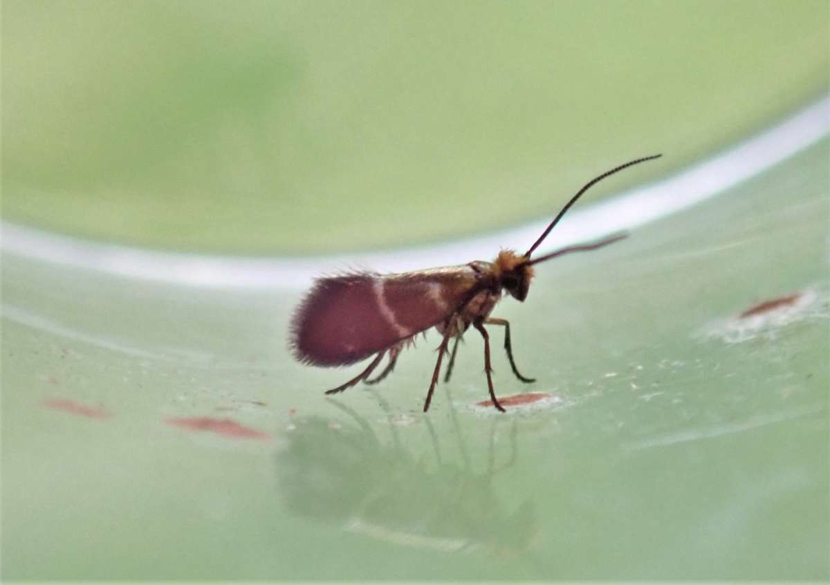 White-barred Gold (Micropterix aruncella) photographed in Kent by John Dale