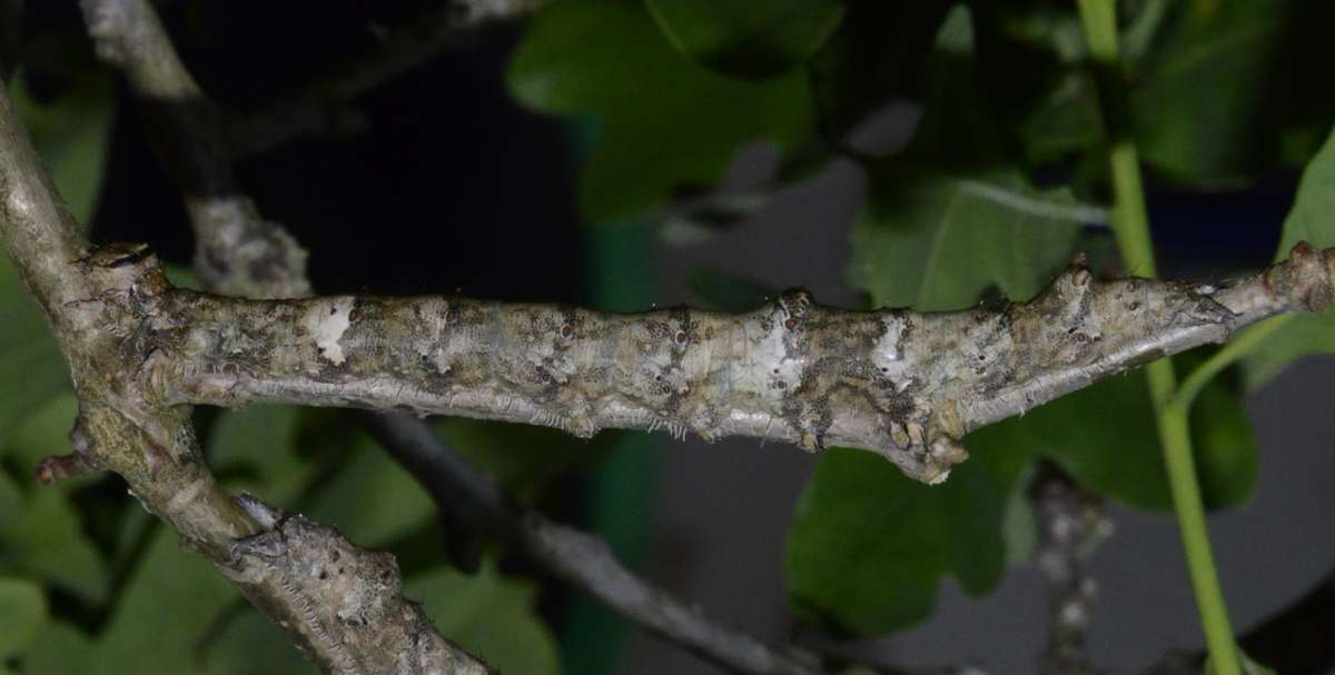 Dark Crimson Underwing (Catocala sponsa) photographed in Kent by Alan Stubbs