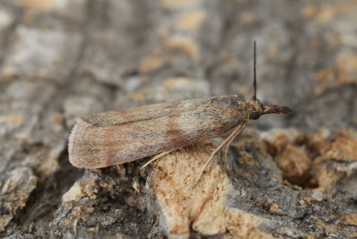 Dingy Knot-horn (Hypochalcia ahenella) photographed at Aylesham  by Dave Shenton 