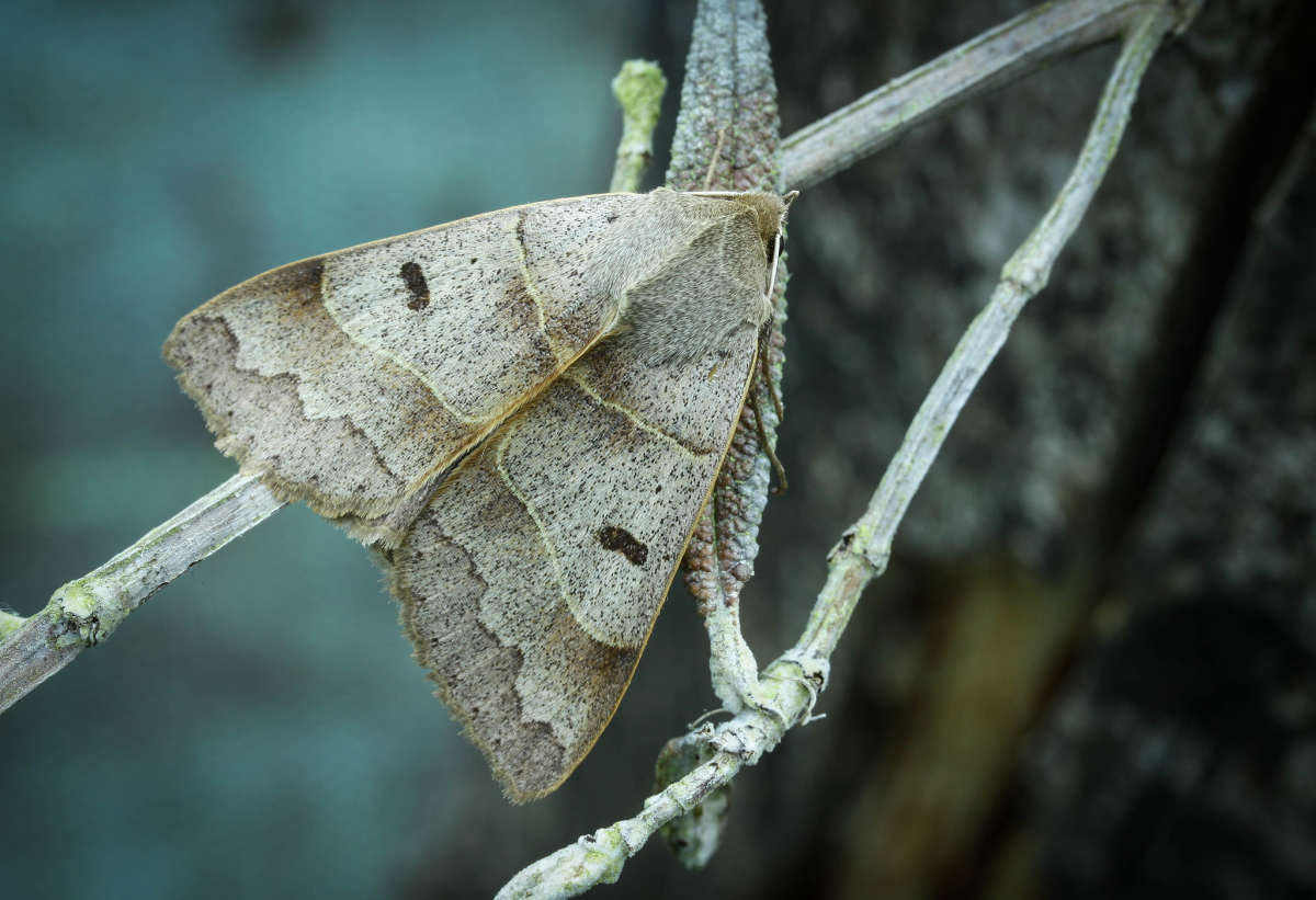 Lunar Double-stripe (Minucia lunaris) photographed at France by Carol Strafford 