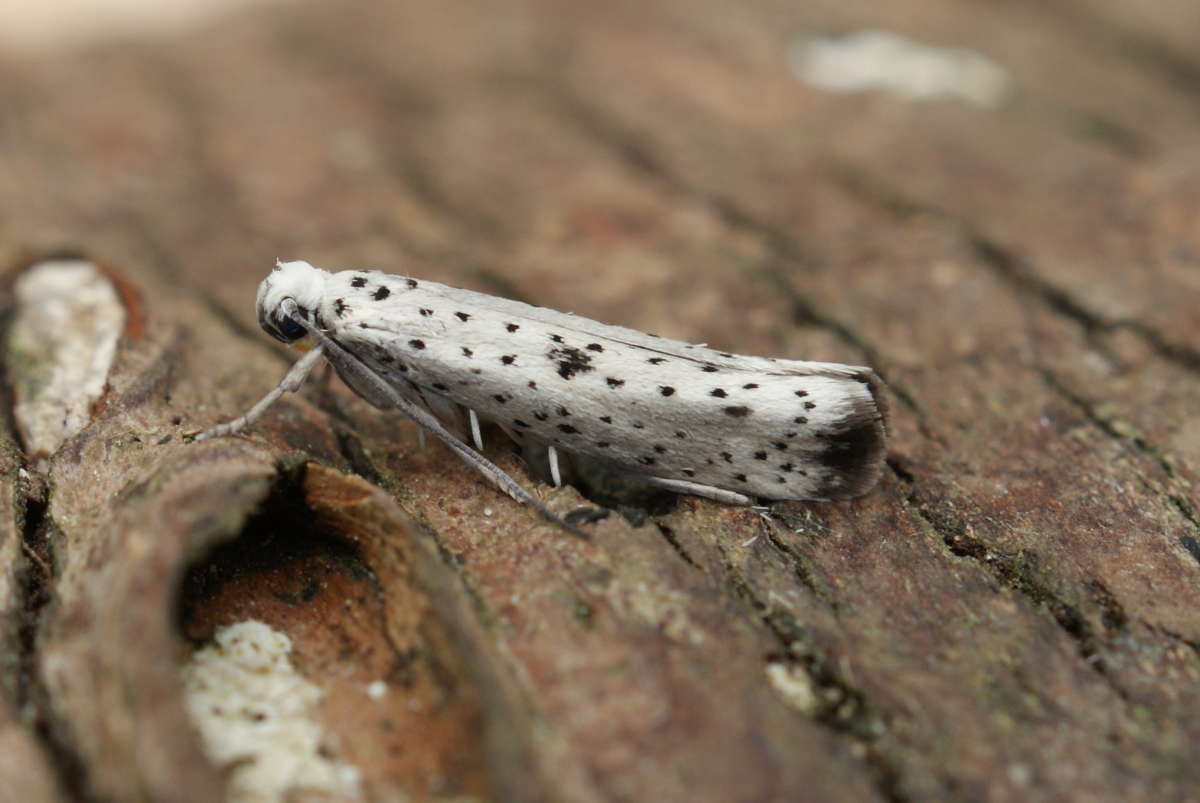 Black-tipped Ermine (Yponomeuta plumbella) photographed at Aylesham  by Dave Shenton 