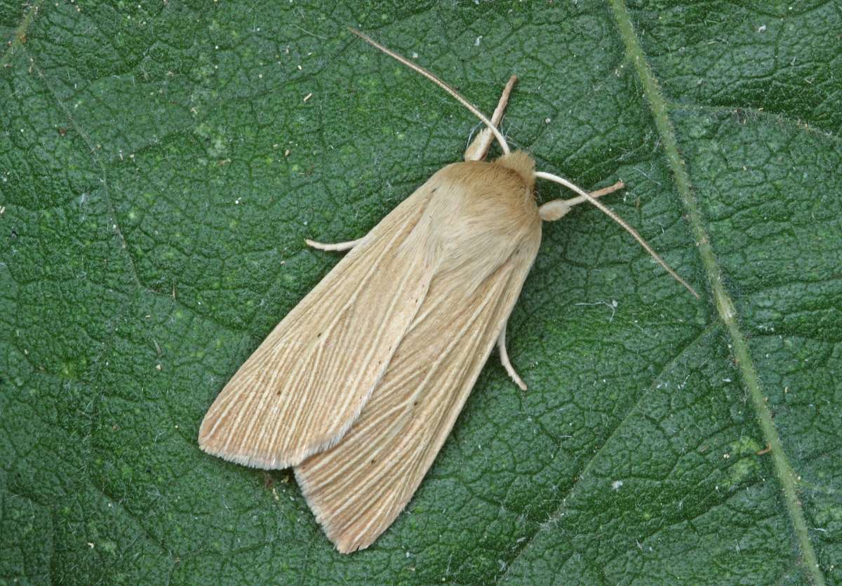 Common Wainscot (Mythimna pallens) photographed in Kent by Peter Maton 