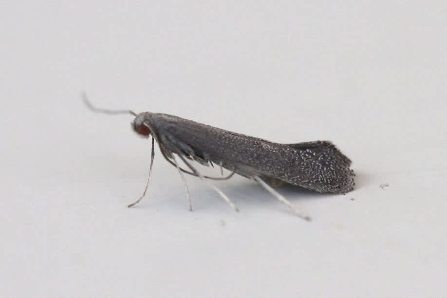 Bugloss Spear-wing (Tinagma ocnerostomella) photographed in Kent by Josh Jones