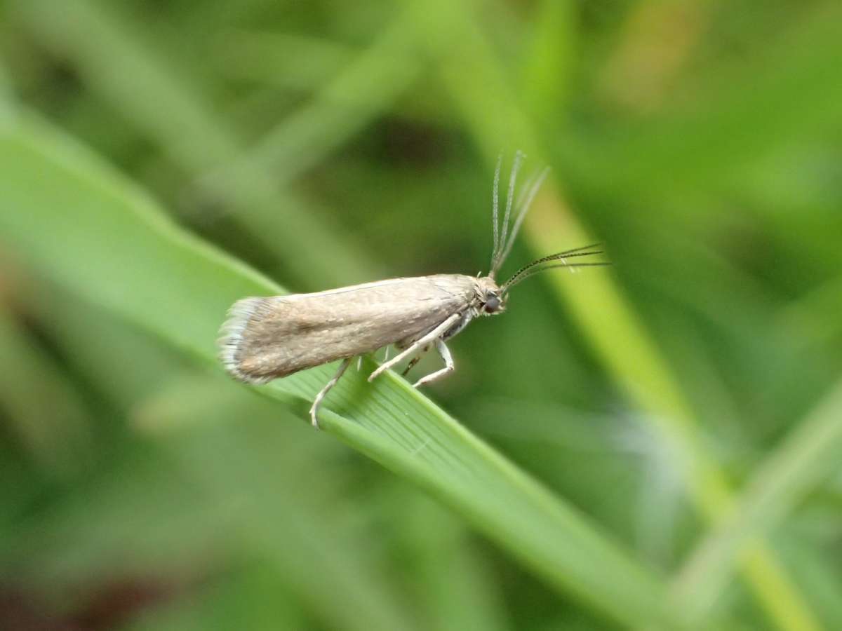 Plain Fanner (Glyphipterix fuscoviridella) photographed at Hothfield Heathlands by Dave Shenton 