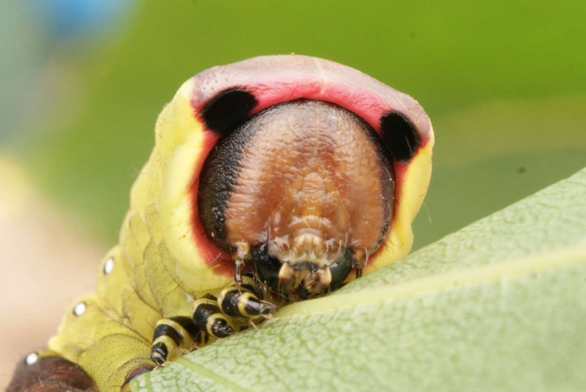 Puss Moth (Cerura vinula) photographed in Kent by Dave Shenton 