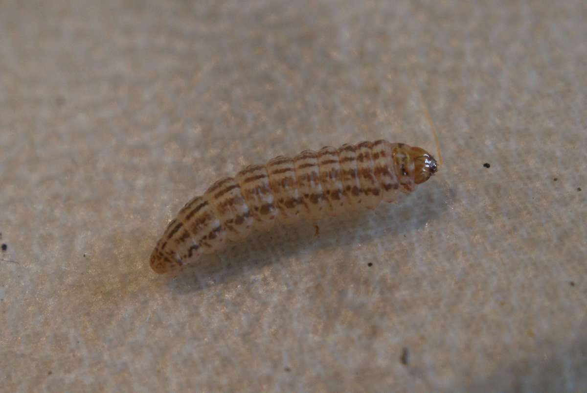 Bulrush Cosmet (Limnaecia phragmitella) photographed in Kent by Dave Shenton 